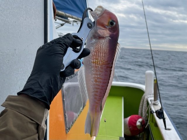 アマダイ(アカアマダイ)