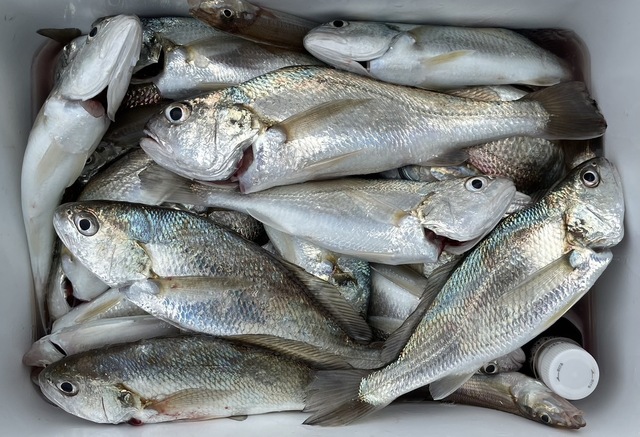 イシモチ(シログチ)