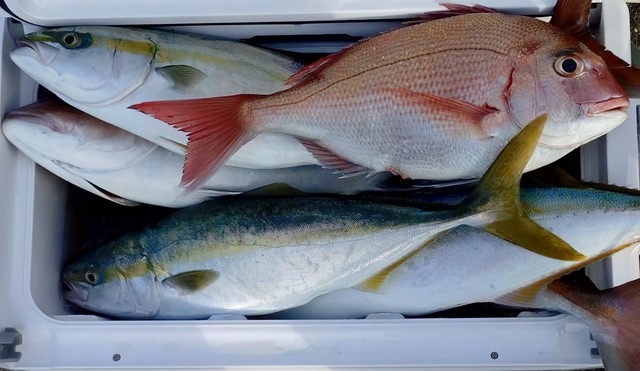 マダイ・イナダ(ブリ)