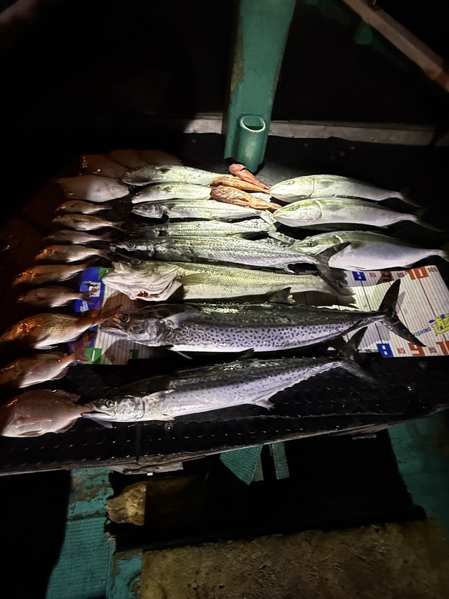 シーバス(スズキ)・サワラ