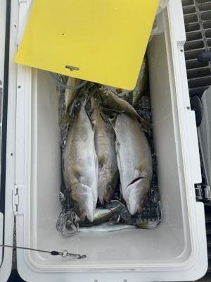 シオ(カンパチ)