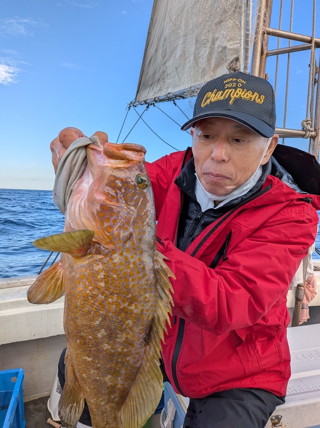 アコウ(キジハタ)