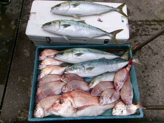 マダイ・カンパチ