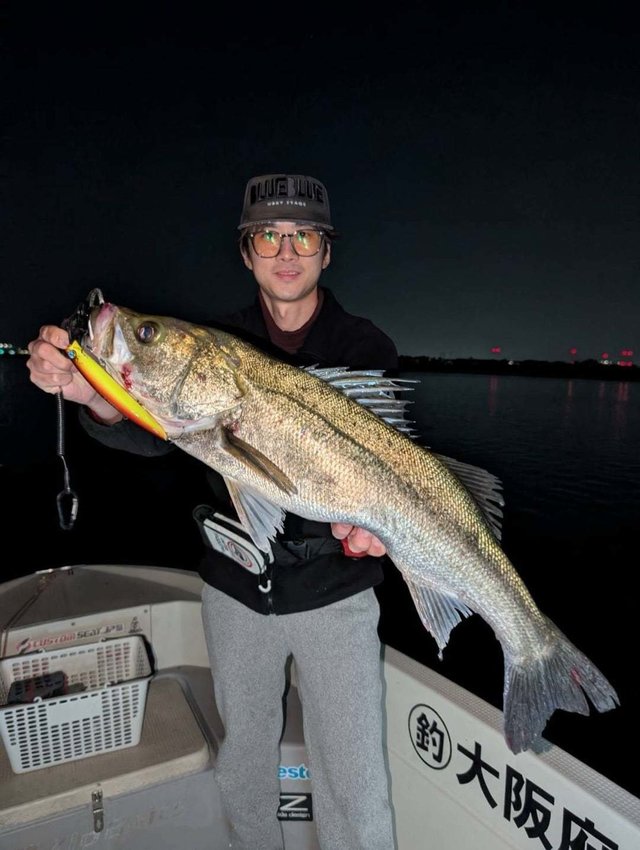 シーバス(スズキ)