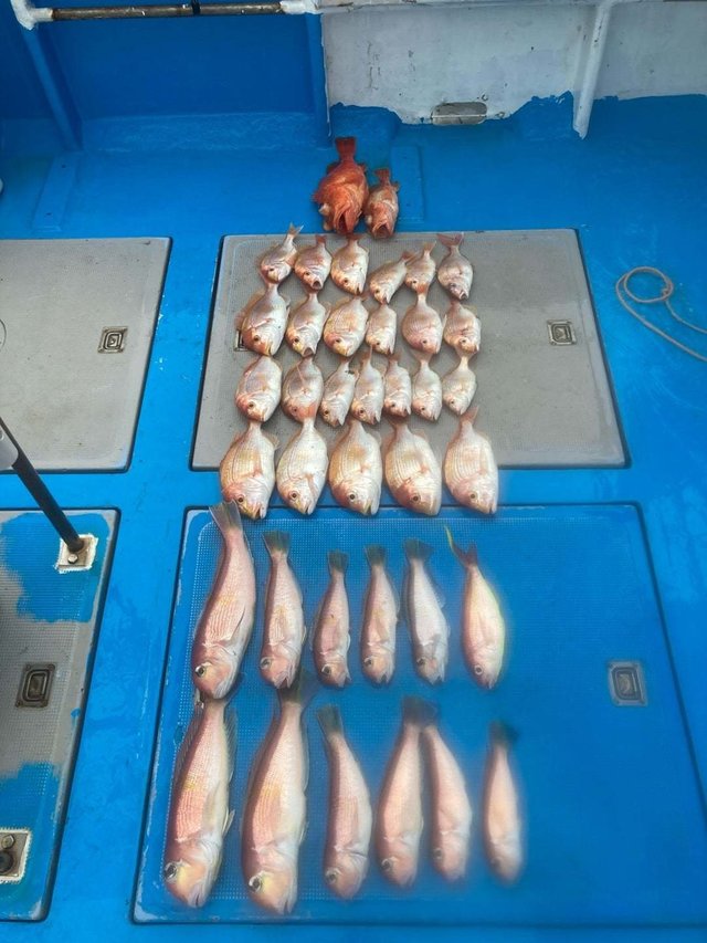 アマダイ(アカアマダイ)