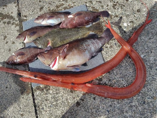 マハタ・ヒラメ・ヤガラ(アカヤガラ)