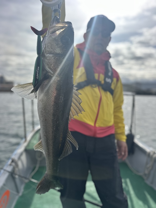 シーバス(スズキ)