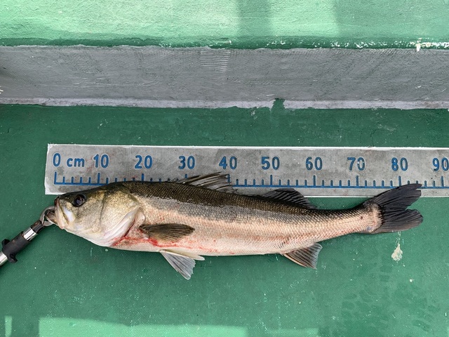 シーバス(スズキ)