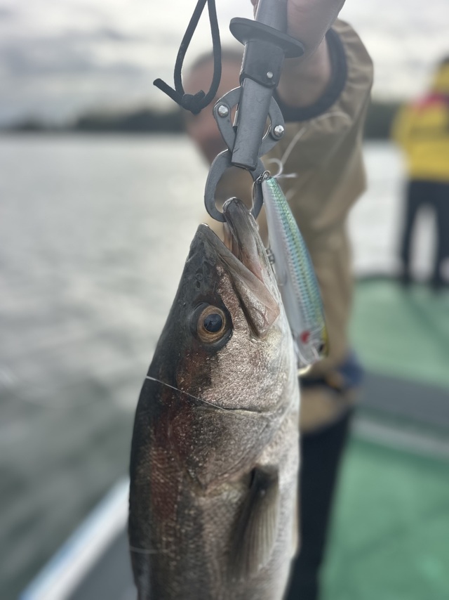 シーバス(スズキ)