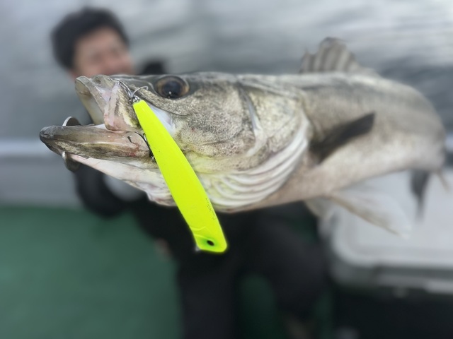 シーバス(スズキ)