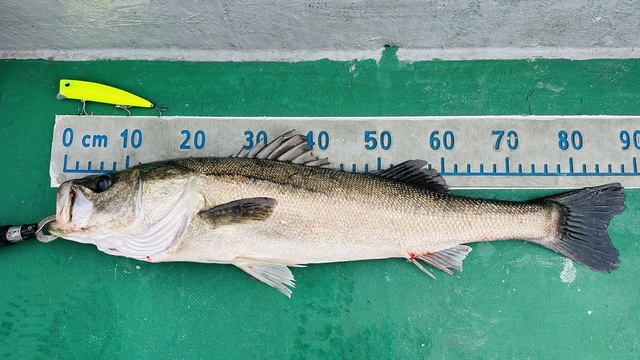 シーバス(スズキ)