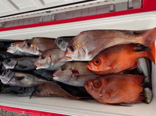 マダイ・キントキ(チカメキントキ)・クロムツ