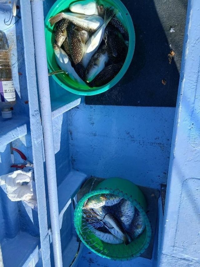 ショウサイフグ