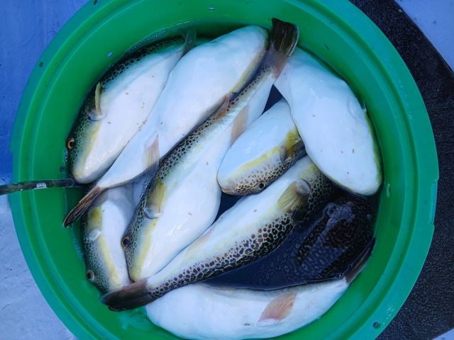 ショウサイフグ