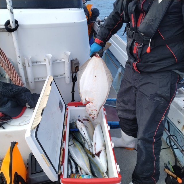 ヤズ(ブリ)・ヒラマサ・ヒラメ