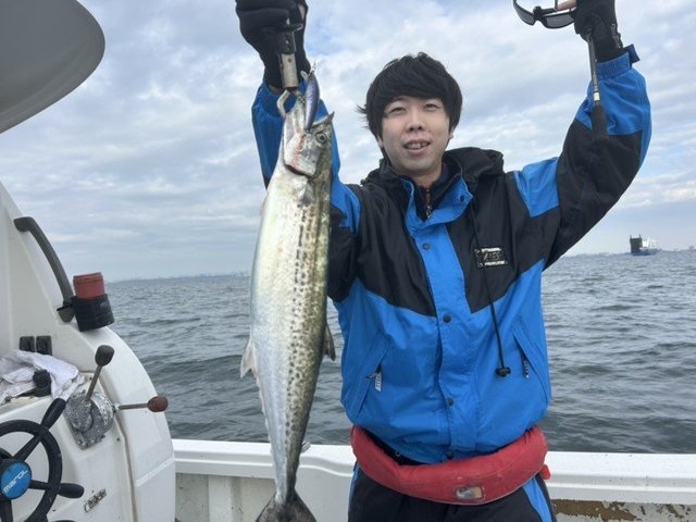 サゴシ(サワラ)