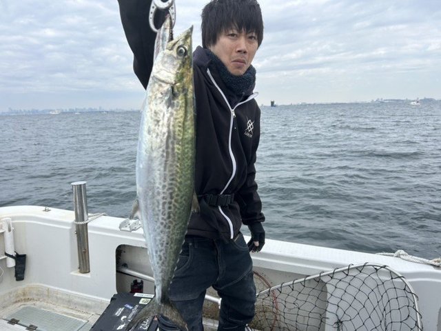 サゴシ(サワラ)