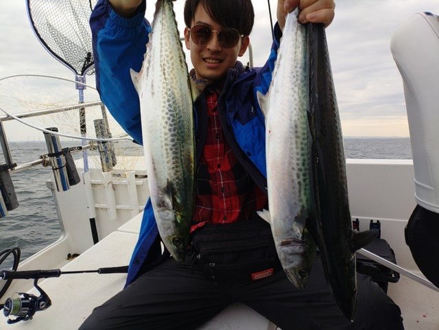 サゴシ(サワラ)