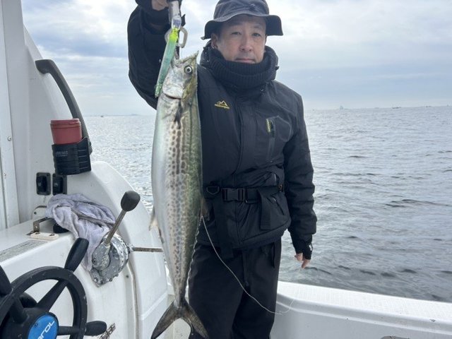 サゴシ(サワラ)