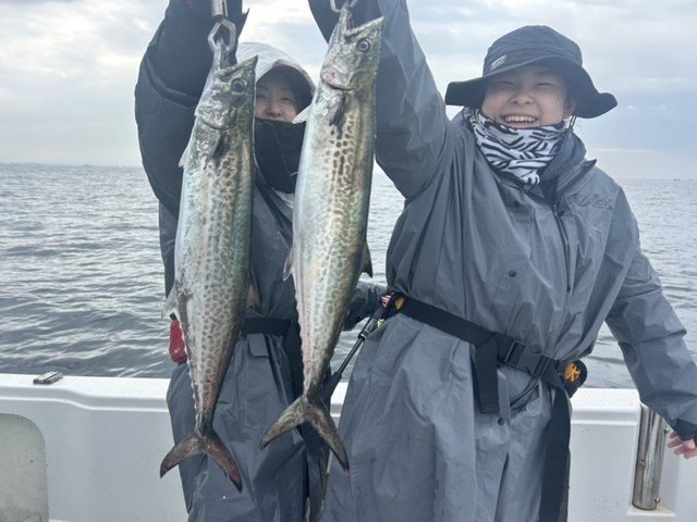 サゴシ(サワラ)