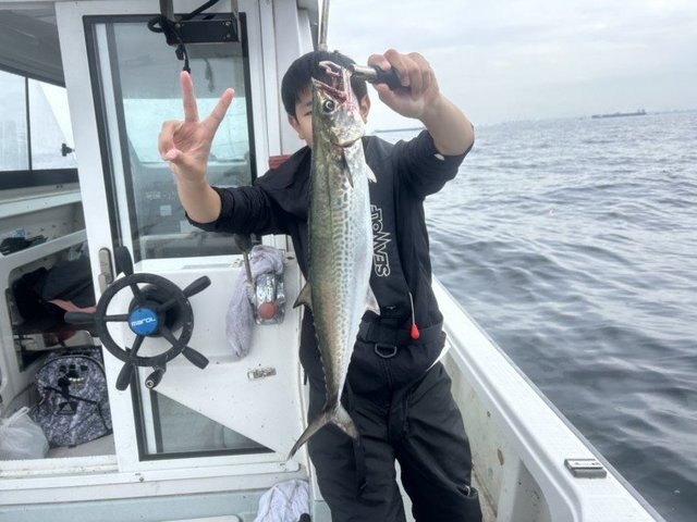 サゴシ(サワラ)