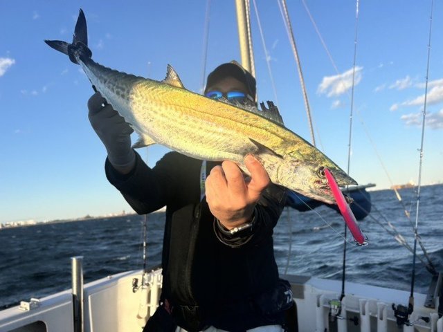 サゴシ(サワラ)