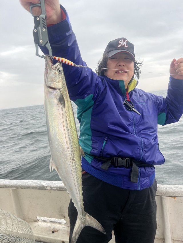 サゴシ(サワラ)