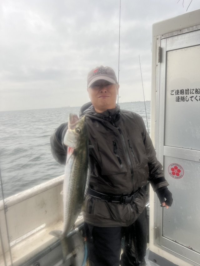 サゴシ(サワラ)