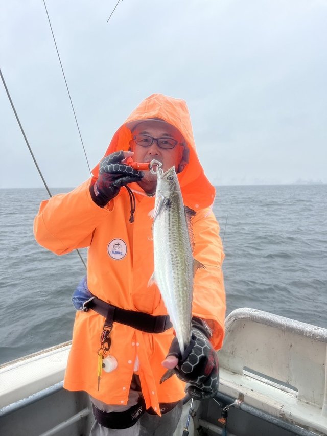 サゴシ(サワラ)