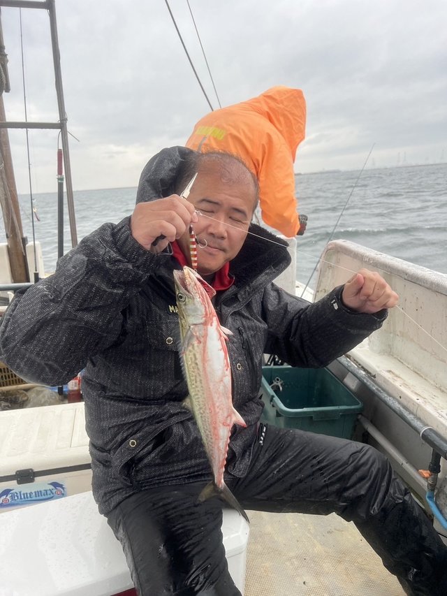 サゴシ(サワラ)