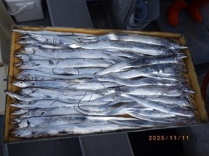 タチウオ