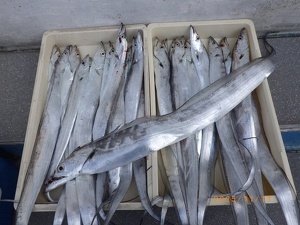 タチウオ