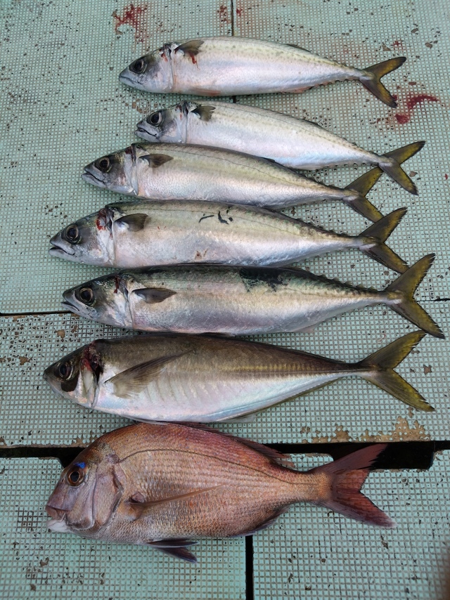 タイ(マダイ)・アジ(マアジ)・サバ(マサバ)