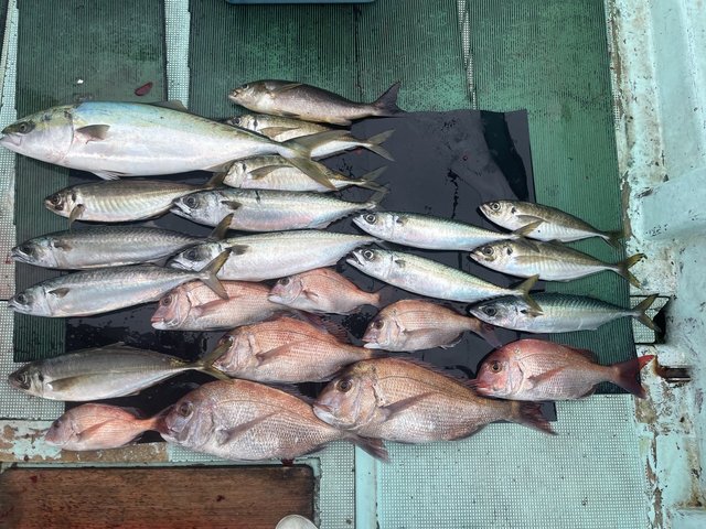 マダイ・マアジ・メジロ(ブリ)・イサキ・マサバ