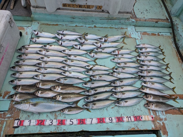 アジ(マアジ)・メジロ(ブリ)・マサバ