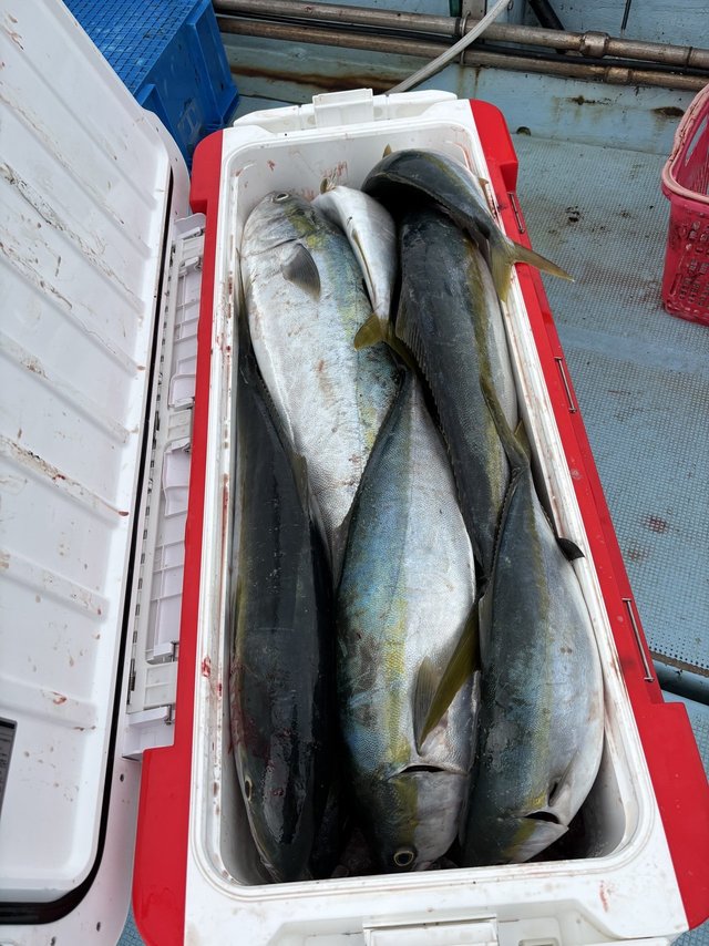 ヤズ(ブリ)・ヒラマサ