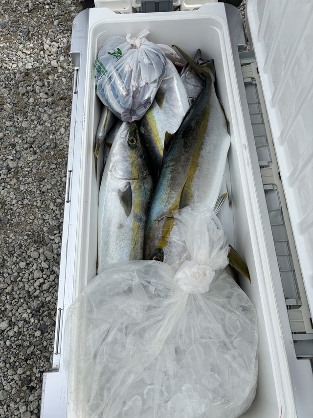 ヤズ(ブリ)・ヒラマサ