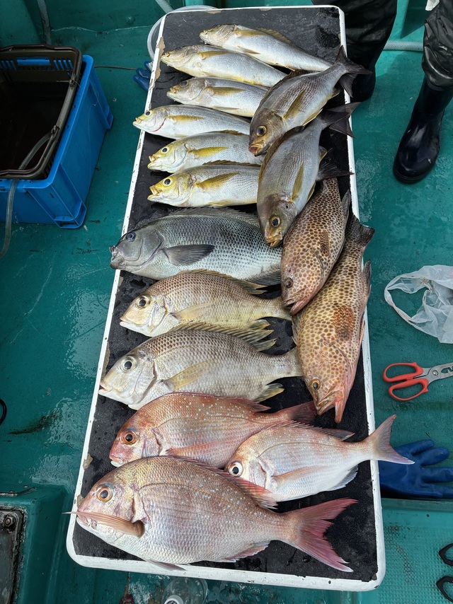 マダイ・メイチダイ