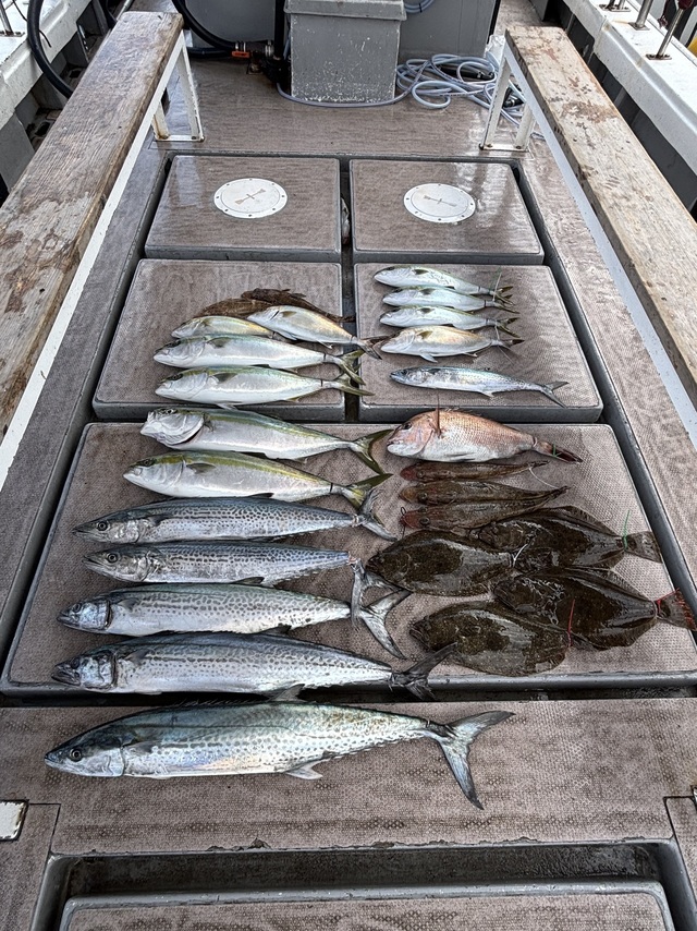 メジロ(ブリ)・サワラ・ヒラメ