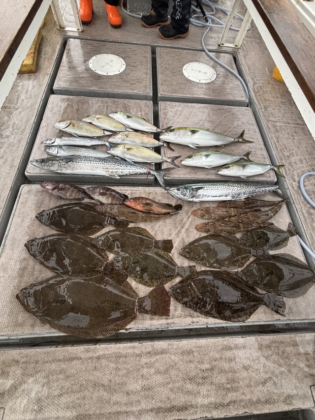 メジロ(ブリ)・サワラ・ヒラメ