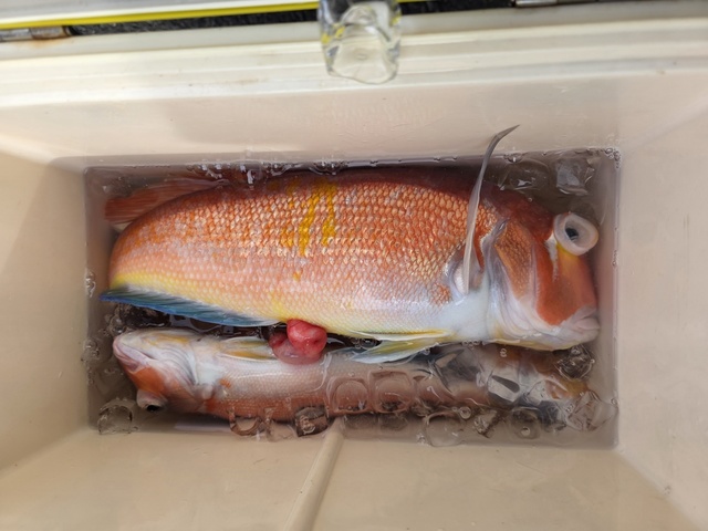 アマダイ(アカアマダイ)