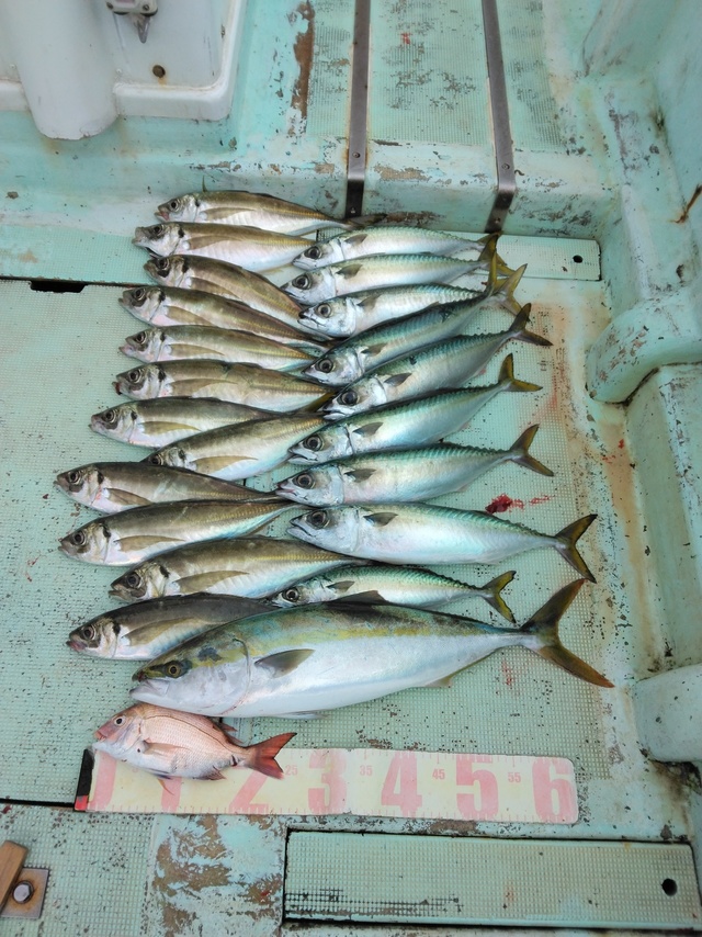 マアジ・ハマチ(ブリ)・マサバ