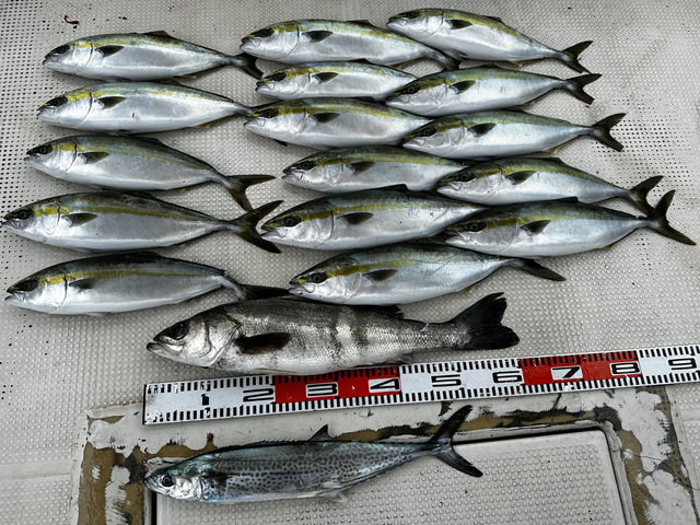 スズキ・ツバス(ブリ)・ハマチ(ブリ)・サゴシ(サワラ)