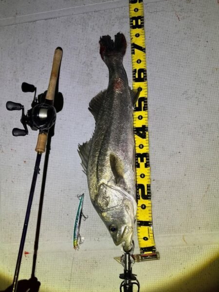 シーバス(スズキ)