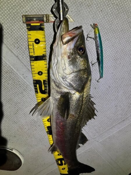 シーバス(スズキ)