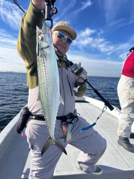 サゴシ(サワラ)