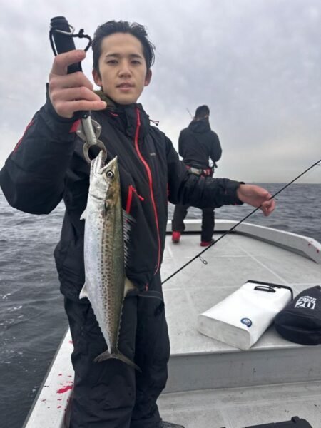 サゴシ(サワラ)