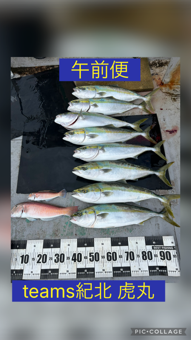 メジロ(ブリ)・シロアマダイ