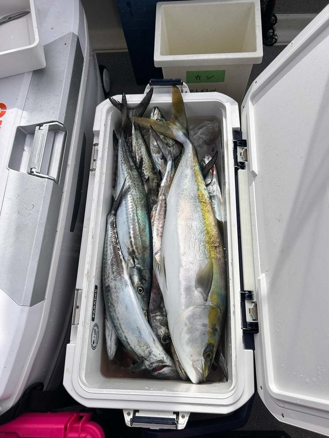 メジロ(ブリ)・サゴシ(サワラ)