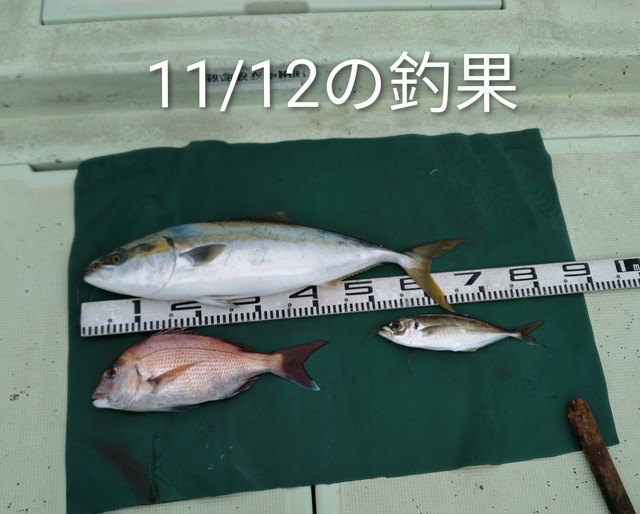 マダイ・マアジ・メジロ(ブリ)